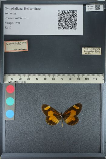 Media type: image;   Entomology 168647